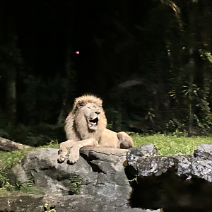 White Lion, Tram Ride