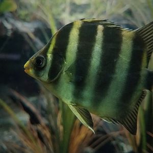 African Scat (Scatophagus tetracanthus)