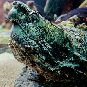 Alligator Snapping Turtle (Macrochelys temminckii)