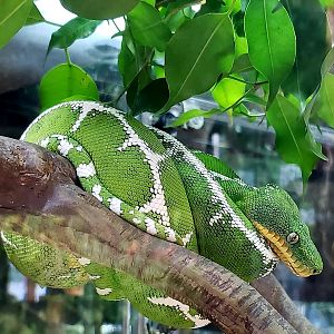 Amazon Basin Emerald Tree Boa (Corallus batesii)
