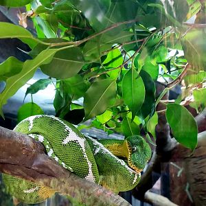 Amazon Basin Emerald Tree Boa (Corallus batesii)