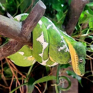 Amazon Basin Emerald Tree Boa (Corallus batesii)