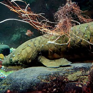 Australian Lungfish (Neoceratodus forsteri)