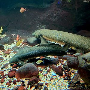 Australian Lungfish (Neoceratodus forsteri)