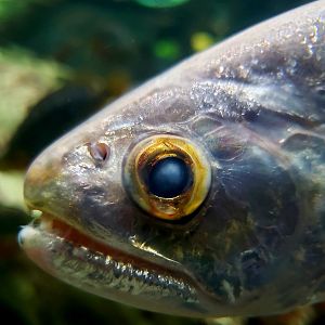 Biara (Rhaphiodon vulpinus)