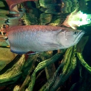 Black Arowana (Osteoglossum ferreirai)