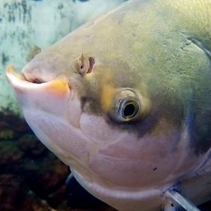 Black Pacu (Colossoma macropomum)