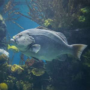 Blue-and-Yellow Grouper (Epinephelus flavocaeruleus)