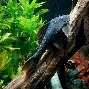 Blue-Eyed Redfin Pleco (Hypostomus soniae)