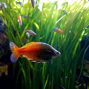 Boeseman's Rainbowfish (Melanotaenia boesemani)