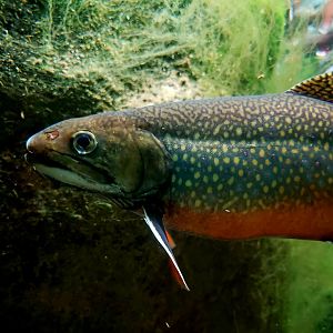 Brook Trout (Salvelinus fontinalis)