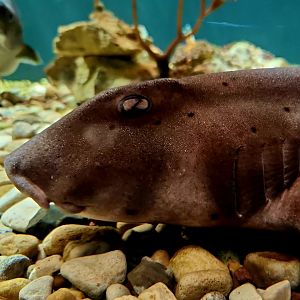 California Horn Shark (Heterodontus francisci)