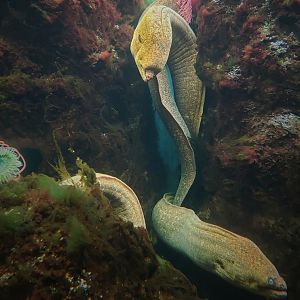 California Moray Eels (Gymnothorax mordax)