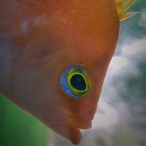 Cherry Anthias (Sacura margaritacea)
