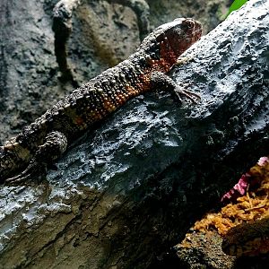 Chinese Crocodile Lizards (Shinisaurus crocodilurus)