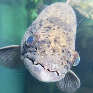 Common Wolffish (Hoplias malabaricus)
