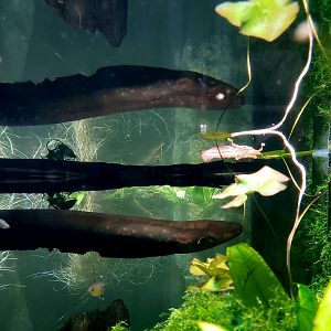 Electric Eel (Electrophorus sp.)
