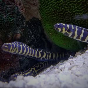 Engineer Gobies (Pholidichthys leucotaenia)
