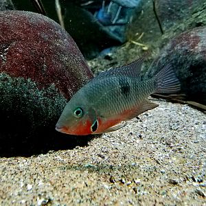 Firemouth Cichlid (Thorichthys meeki)