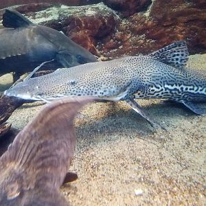 Giant Amazonian Catfish