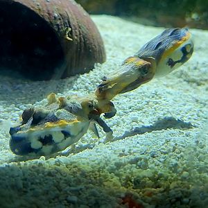 Flamboyant Cuttlefish (Metasepia pfefferi)