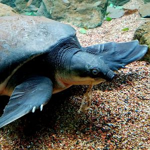 Fly River Turtle (Carettochelys insculpta)