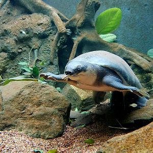 Fly River Turtle (Carettochelys insculpta)