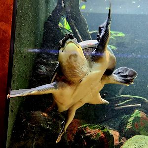 Fly River Turtle (Carettochelys insculpta)