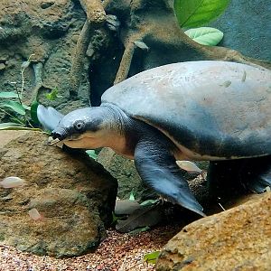 Fly River Turtle (Carettochelys insculpta)