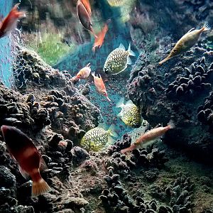 Western Australian Fish