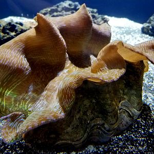 Giant Clam (Tridacna sp.)