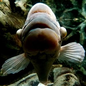 Giant Gourami (Osphronemus goramy)