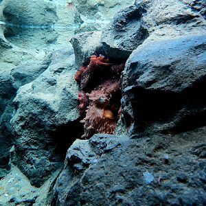 Giant Pacific Octopus (Enteroctopus dofleini)