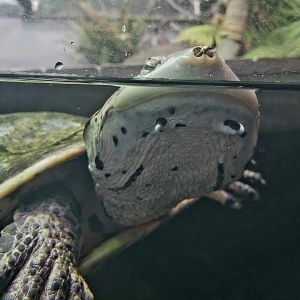 Hilaire's Toad-Headed Turtle (Phrynops hilarii)