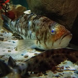 Kelp Bass (Paralabrax clathratus)