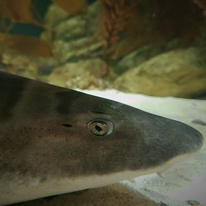Leopard Shark (Triakis semifasciata)