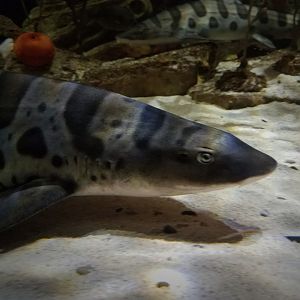 Leopard Sharks (Triakis semifasciata)