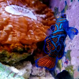 Mandarin Dragonet (Synchiropus splendidus)