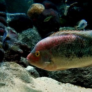 Marbled Cichlids (Vieja fenestrata)