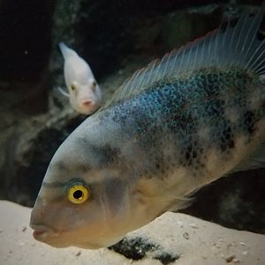 Marbled Cichlids (Vieja fenestrata)