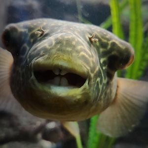 Mbu Pufferfish (Tetraodon mbu)
