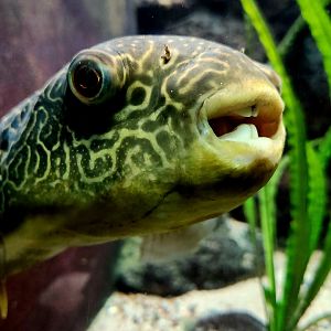 Mbu Pufferfish (Tetraodon mbu)