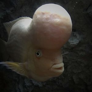 Midas Cichlid (Amphilophus citrinellus)