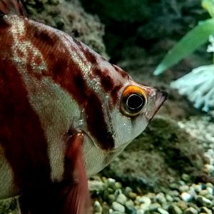 Oldwife (Enoplosus armatus)