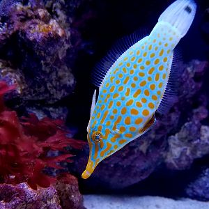 Orange-Spotted Filefish (Oxymonacanthus longirostris)
