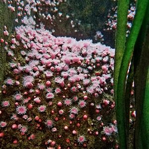 Pacific Strawberry Anemones (Corynactis californica)