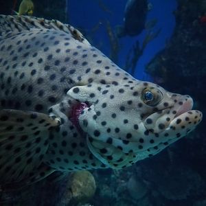 Panther Grouper (Cromileptes altivelis)