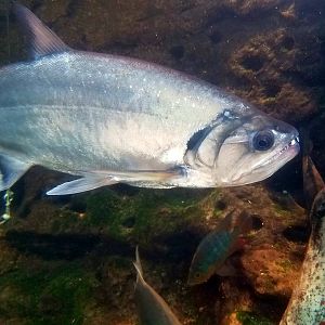 Payara (Hydrolycus armatus)