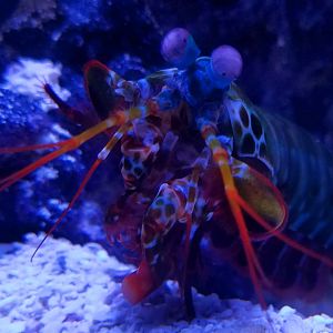 Peacock Mantis Shrimp (Odontodactylus scyllarus)