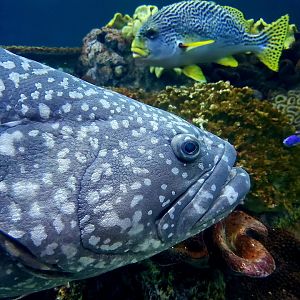 Queensland Grouper (Epinephelus lanceolatus)